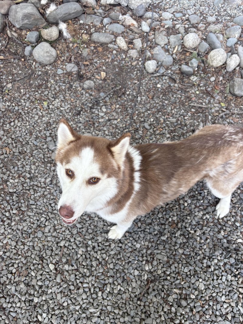 Happy pup enjoying a walk
