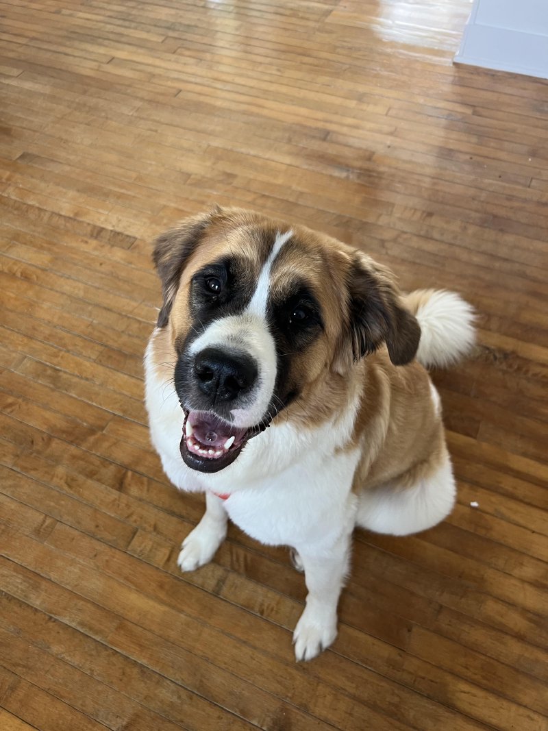 Furry friend relaxing at home