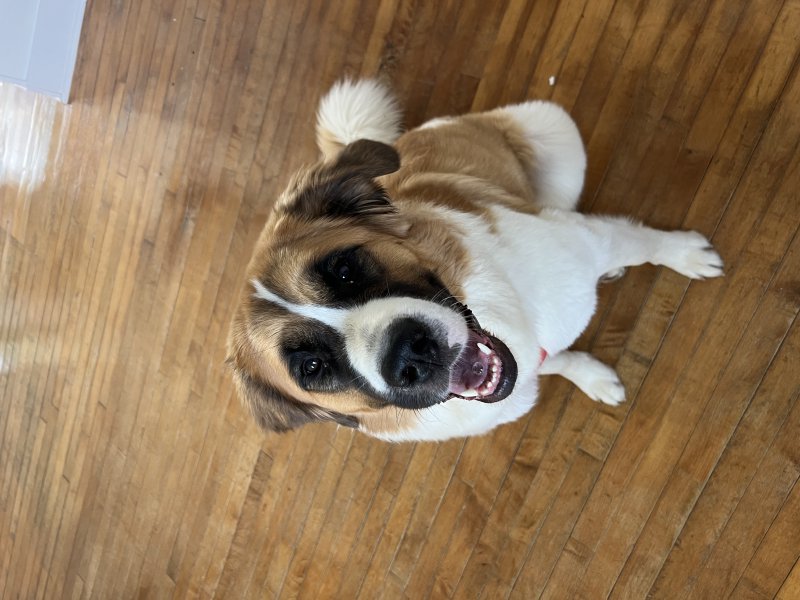 Furry friend relaxing at home