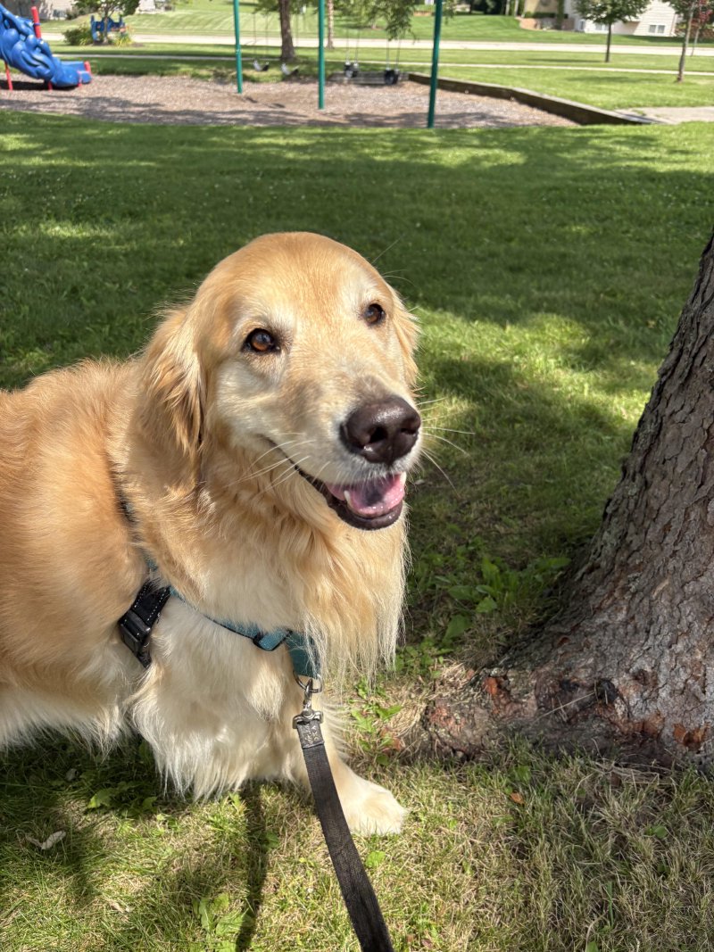 Playful dog in the park