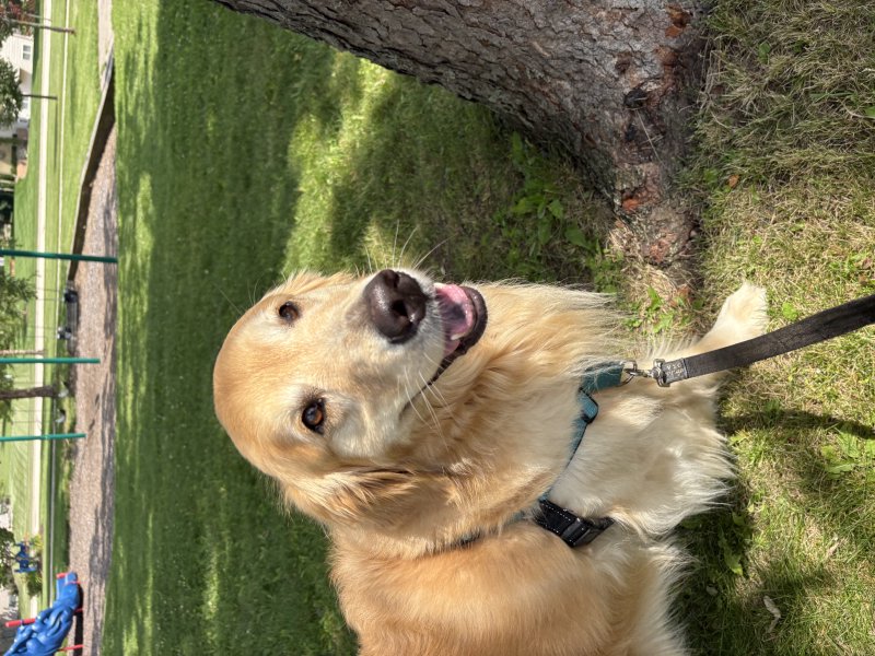 Playful dog in the park