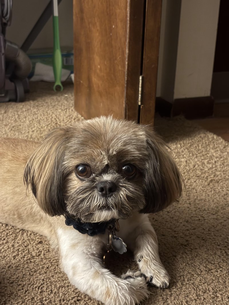 Dog exploring the neighborhood