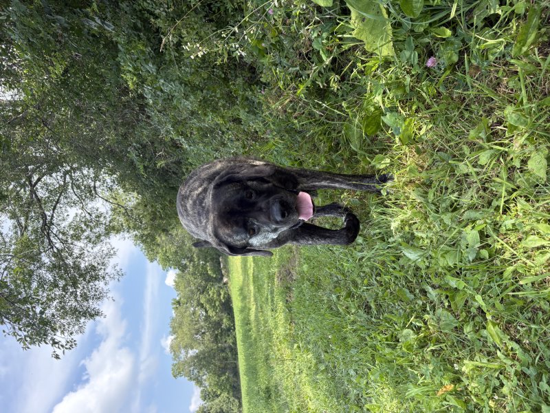 Adorable face after a walk