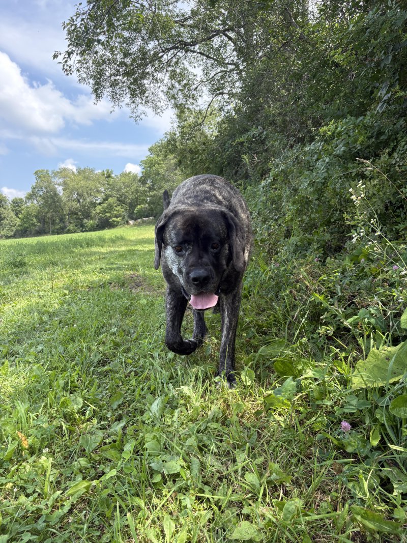 Adorable face after a walk