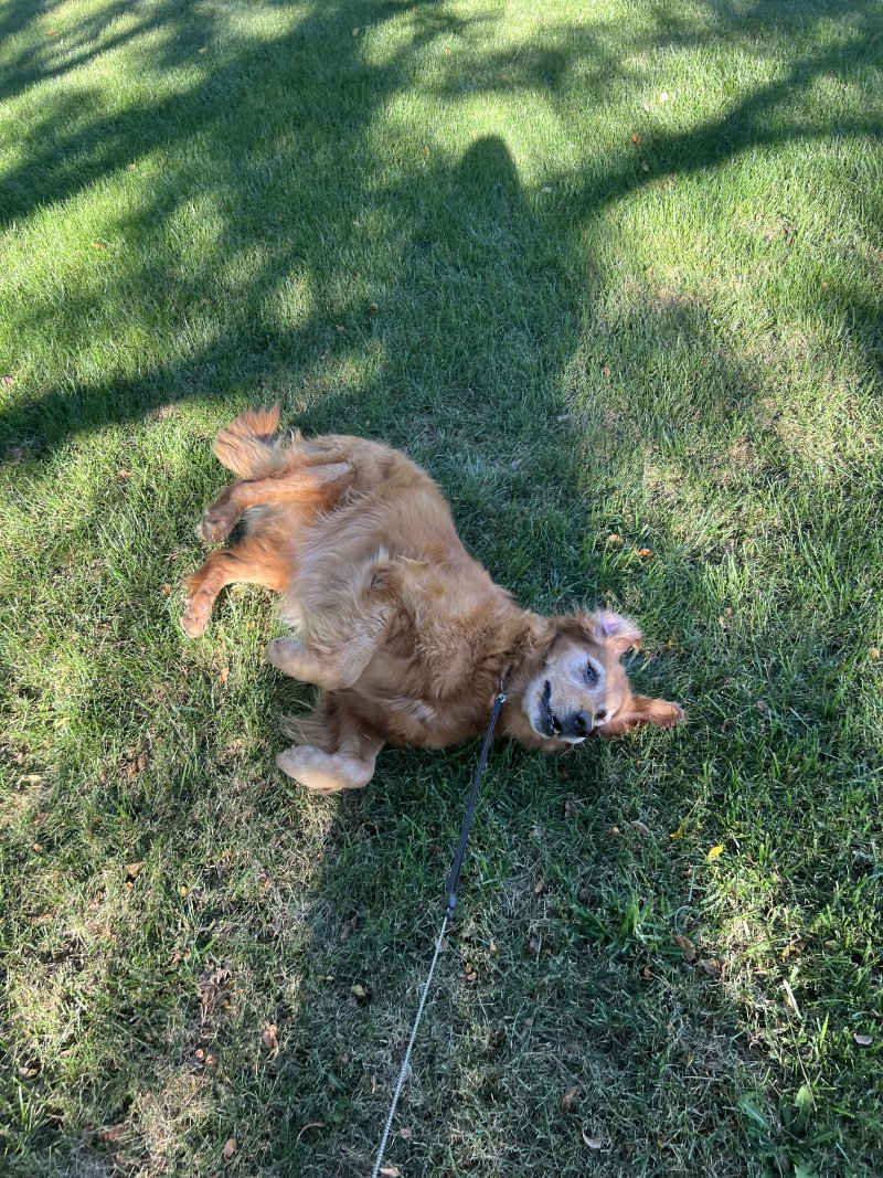 Dog having fun outdoors