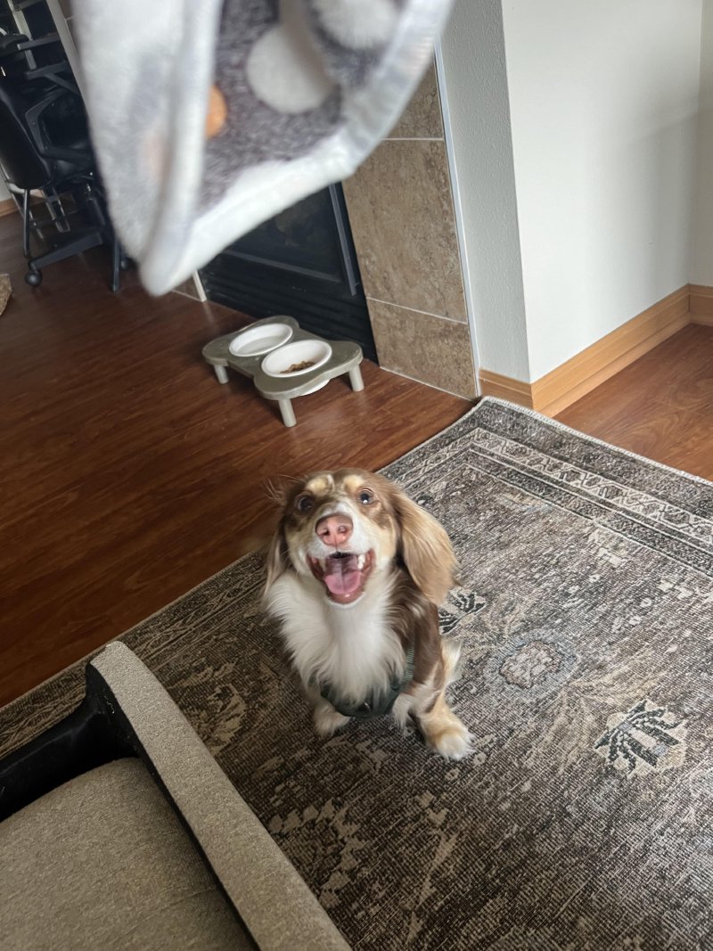 Happy tail wags on a walk