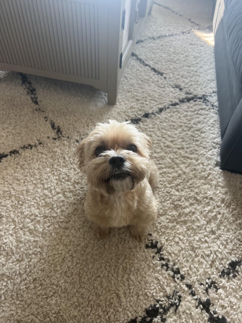 Pup posing for the camera