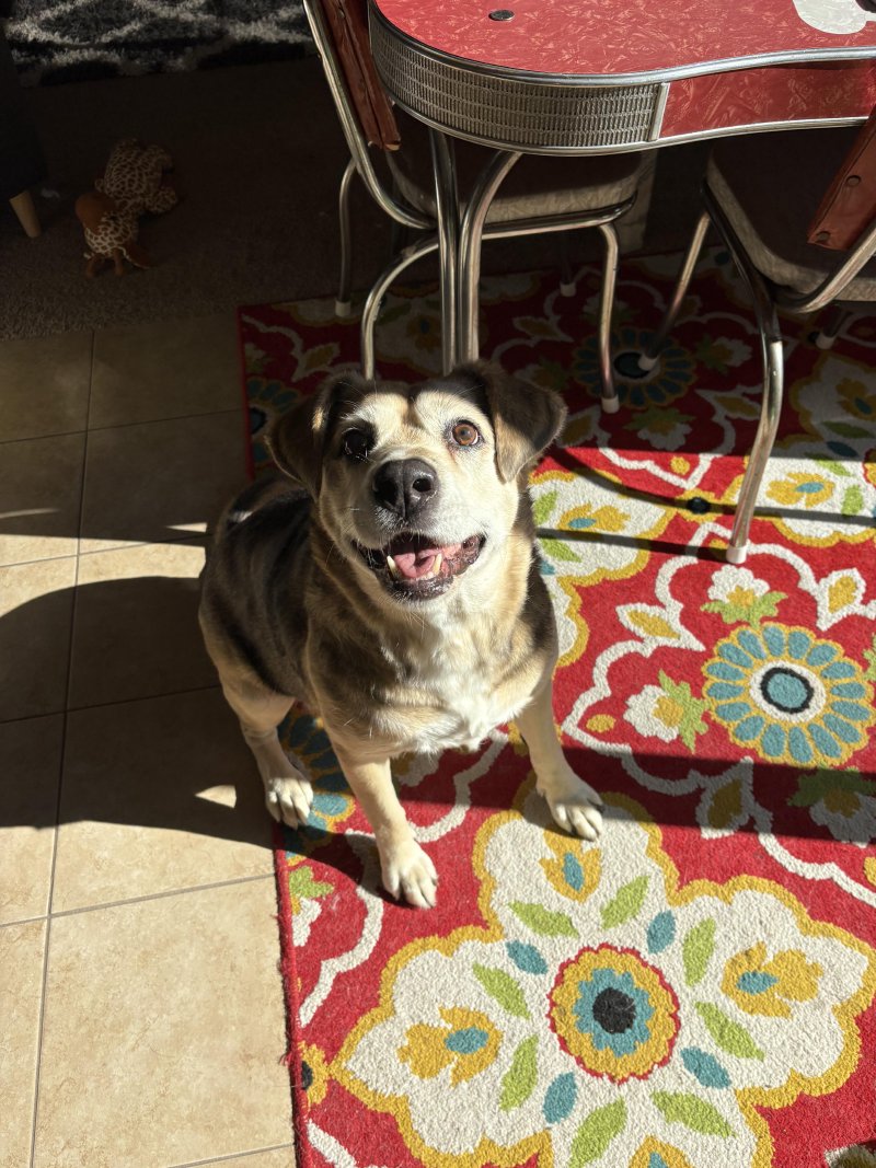 Furry friend enjoying the day