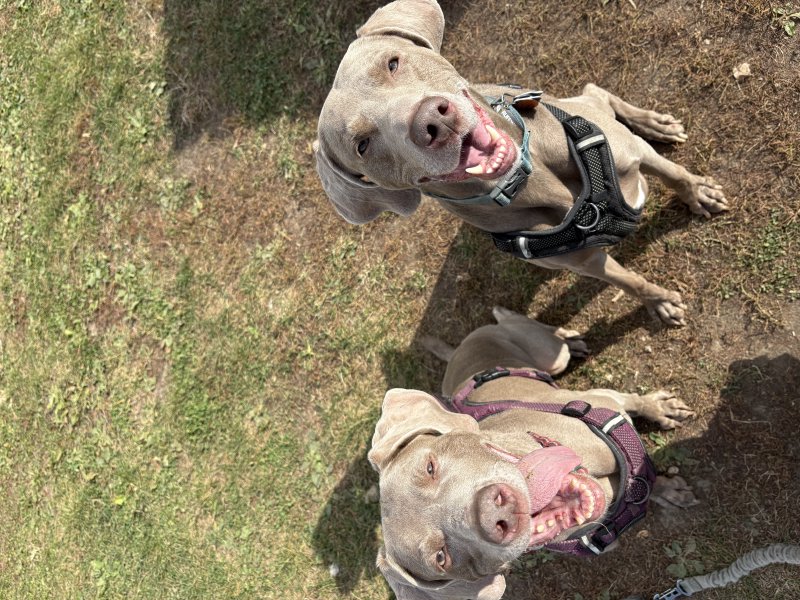 Pet relaxing after playtime