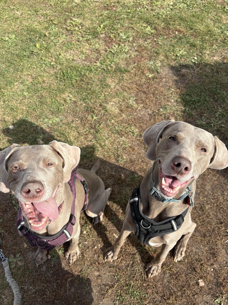 Pet relaxing after playtime