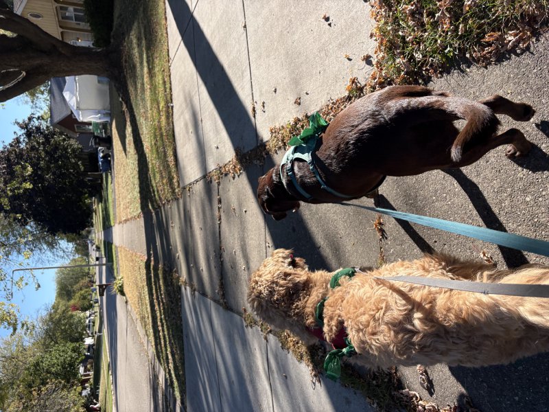 Dog on a neighborhood adventure