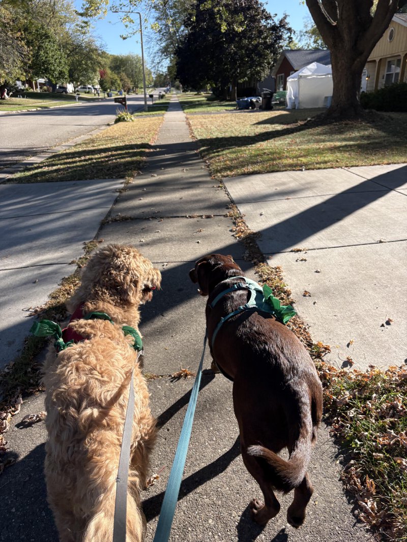 Dog on a neighborhood adventure
