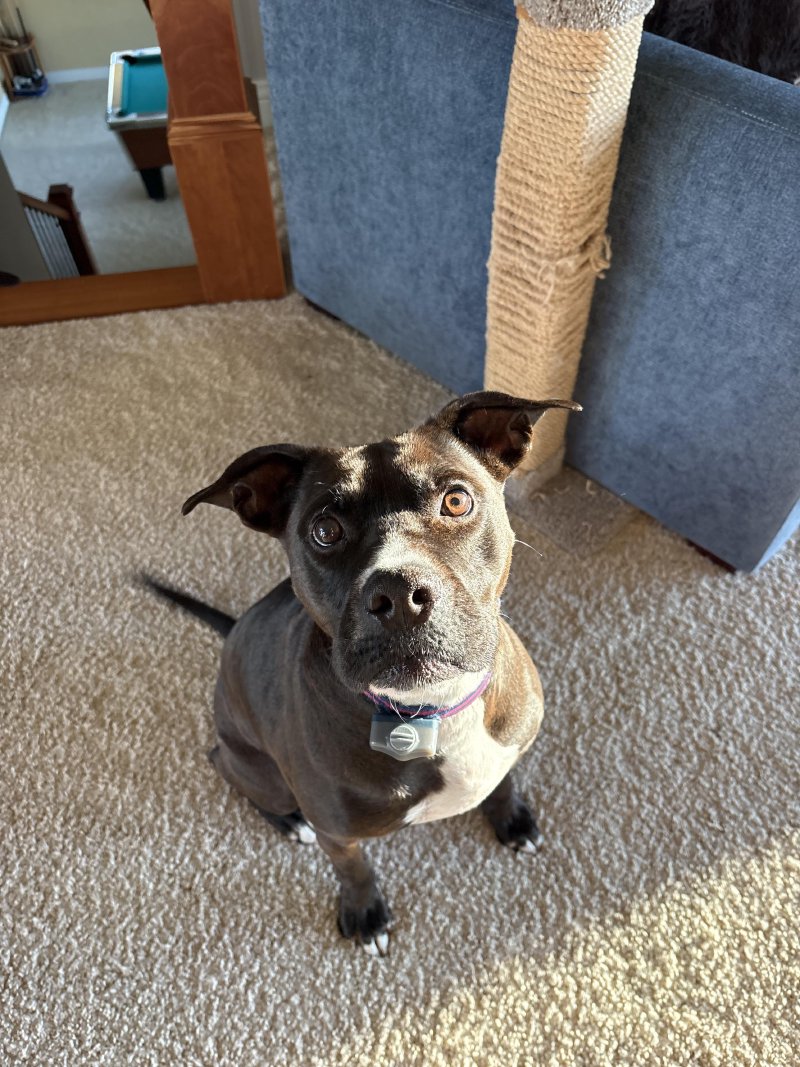 Happy pup at drop-in visit