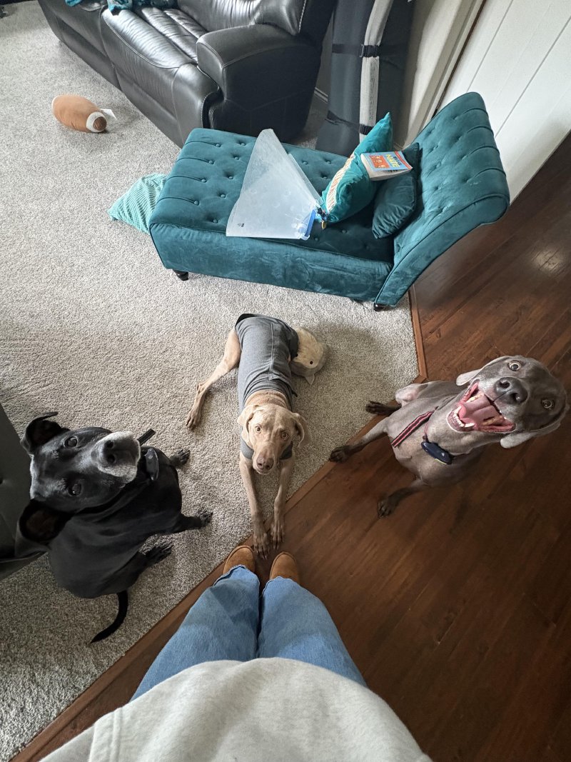 Furry companion enjoying a walk