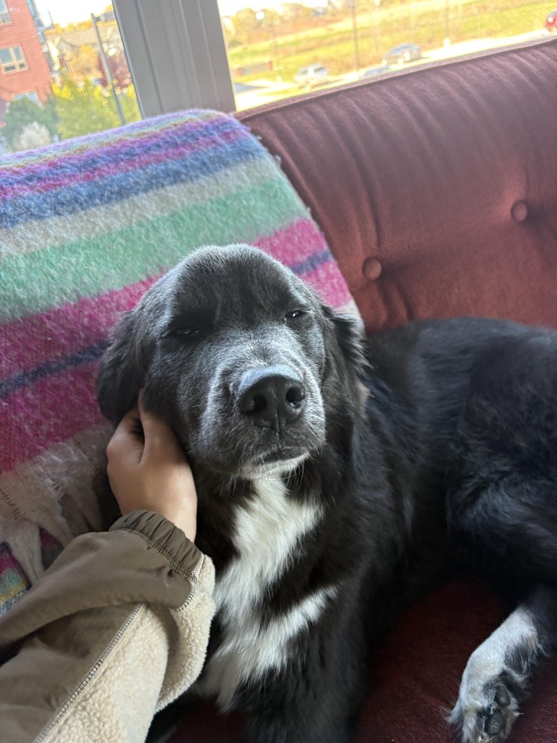 Dog living their best life