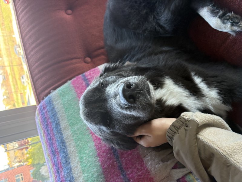 Dog living their best life