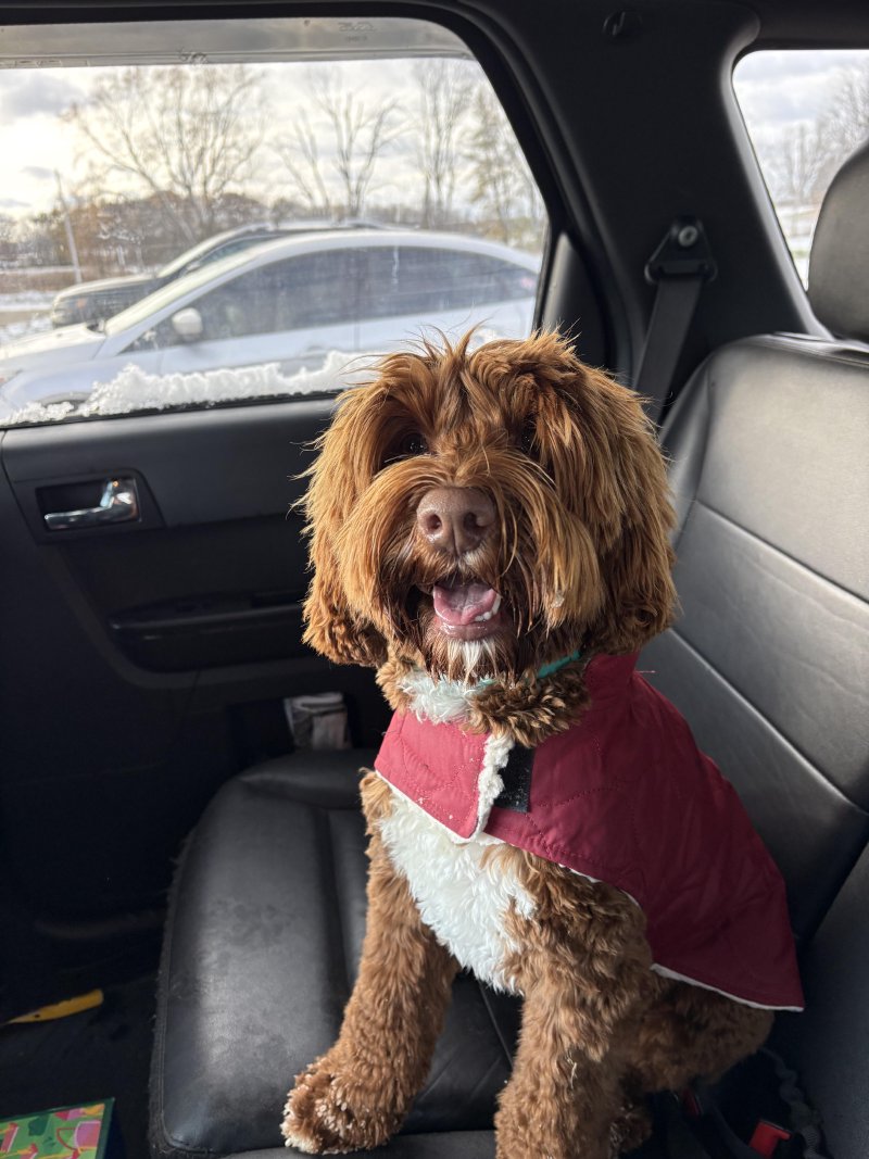 Pet having a great time outdoors