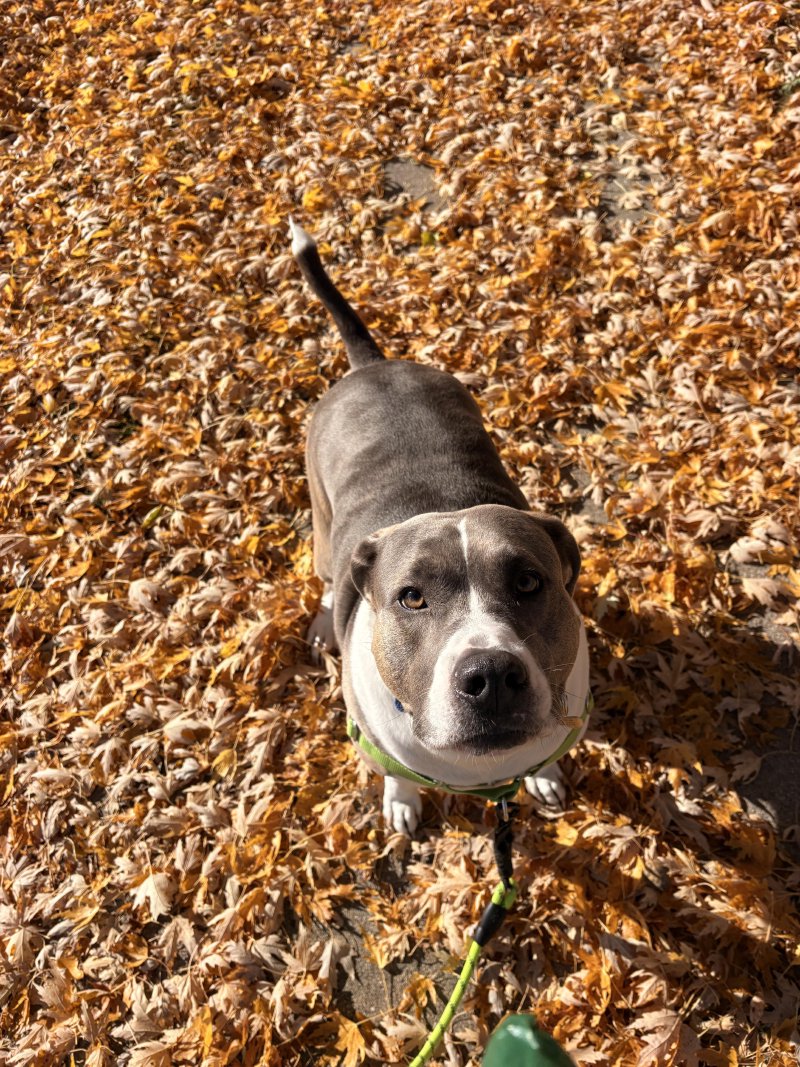 Tail-wagging fun on a walk