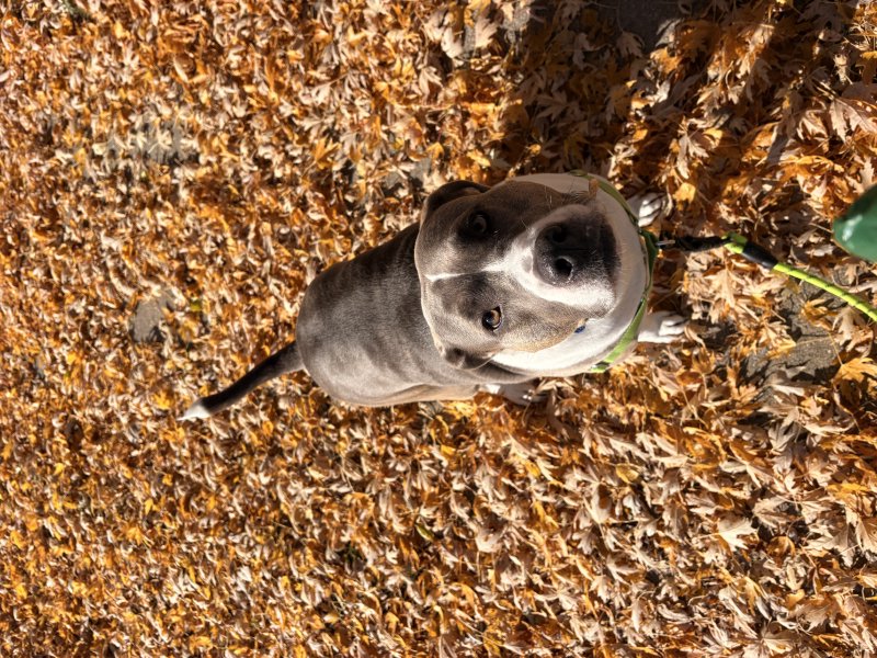 Tail-wagging fun on a walk