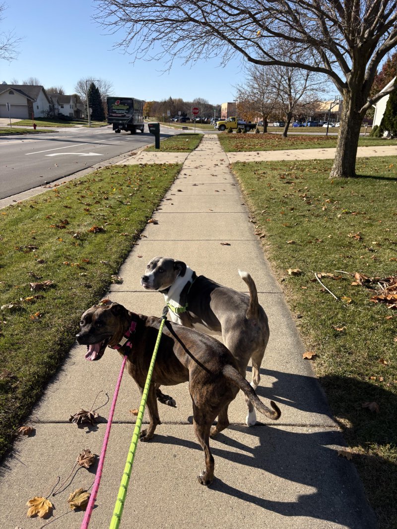 Happy dog enjoying the fresh air