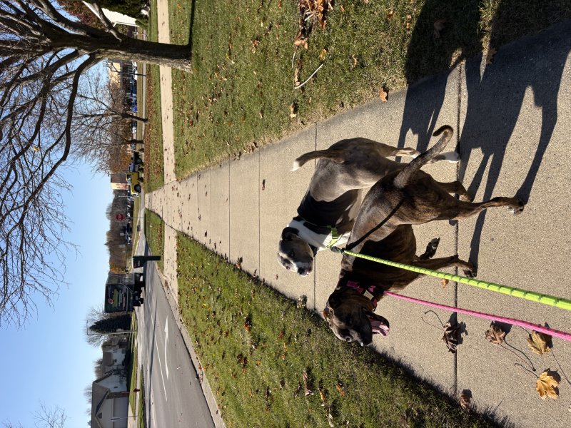 Happy dog enjoying the fresh air
