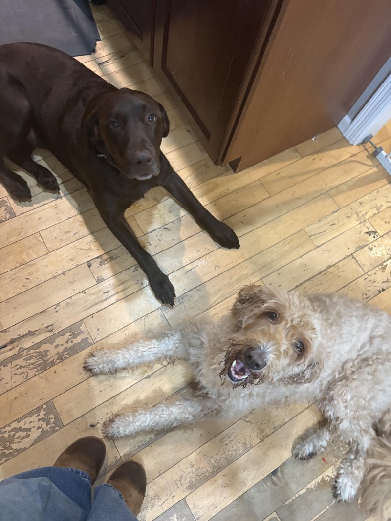 Pup exploring new trails