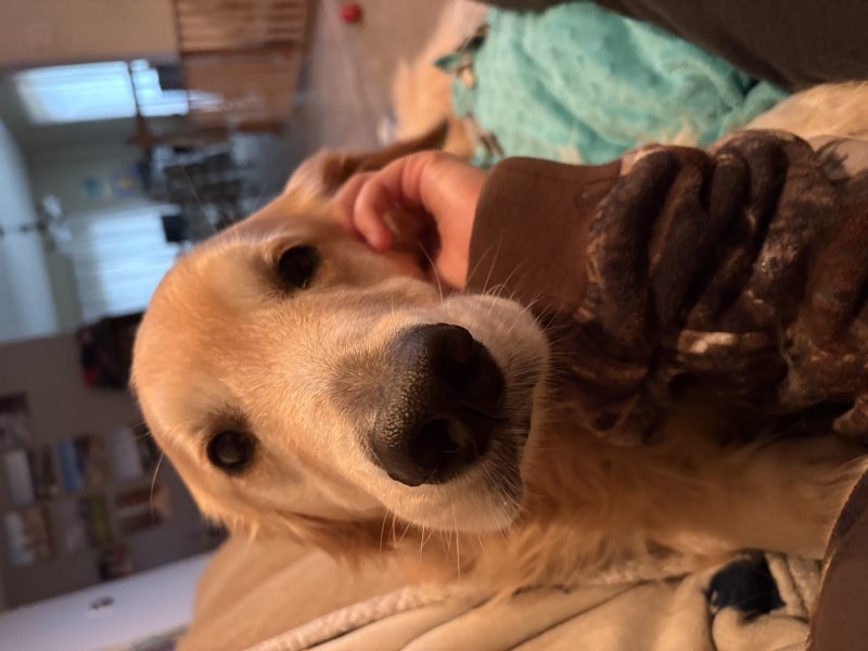 Adorable pet during a visit