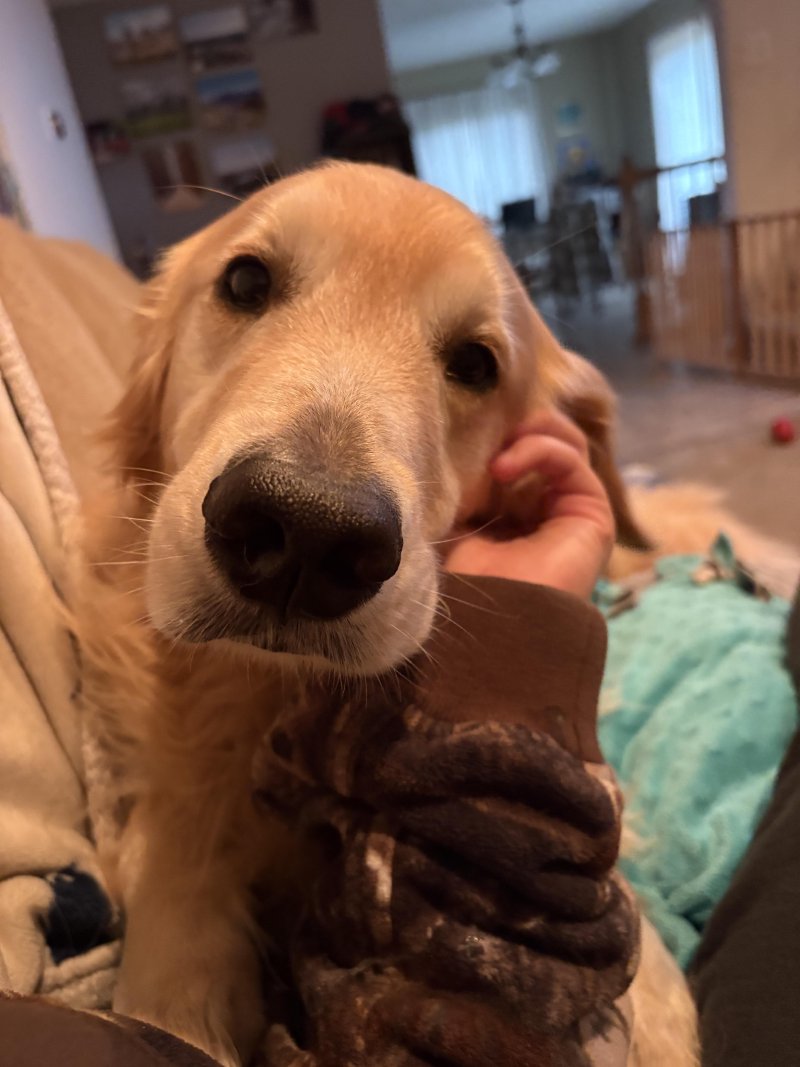 Adorable pet during a visit