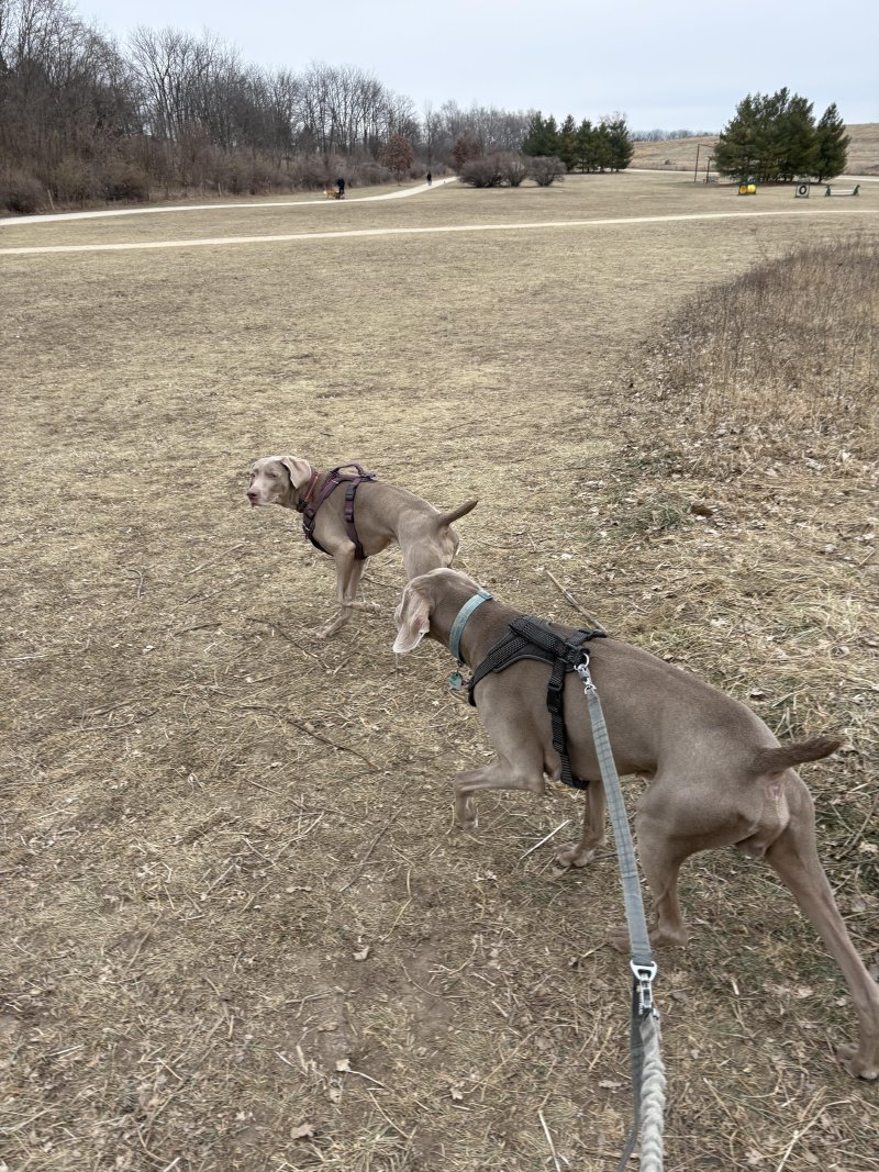Dog catching some sunshine