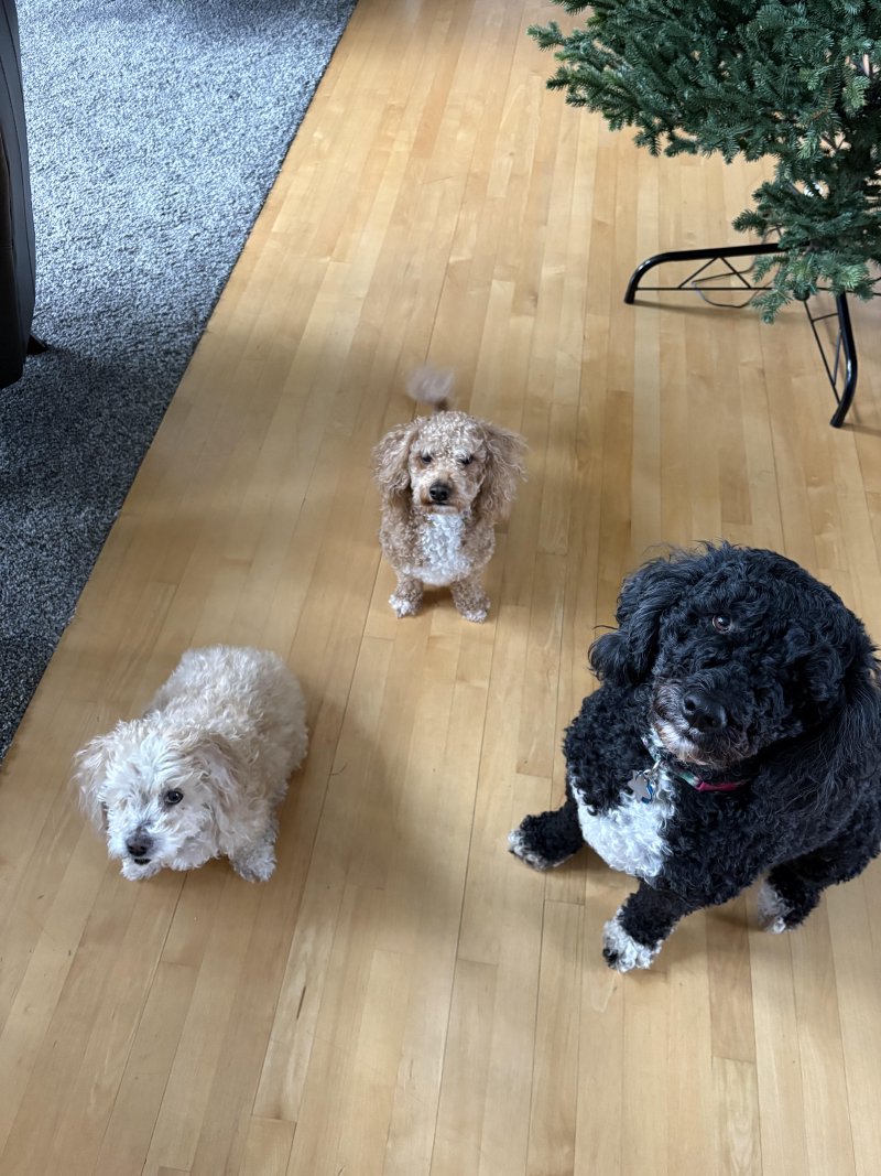 Furry friend on an adventure