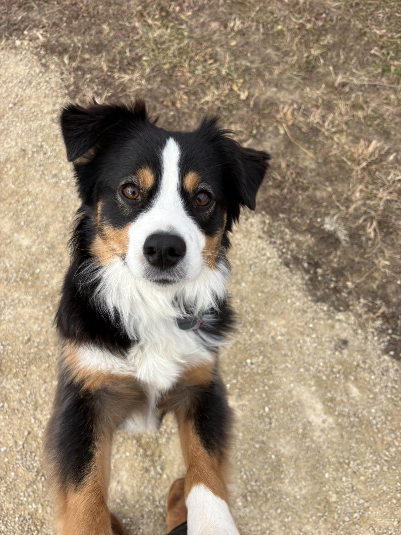 Pet posing during a walk