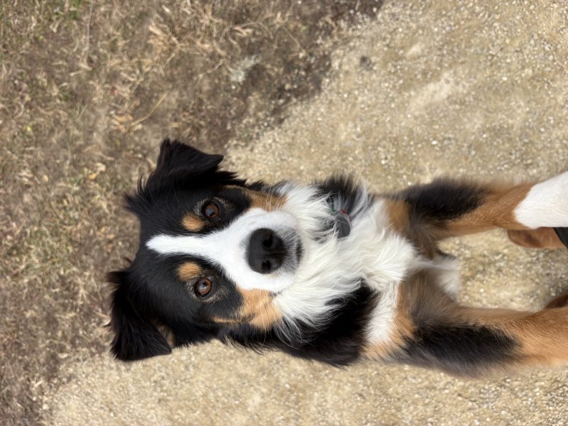 Pet posing during a walk