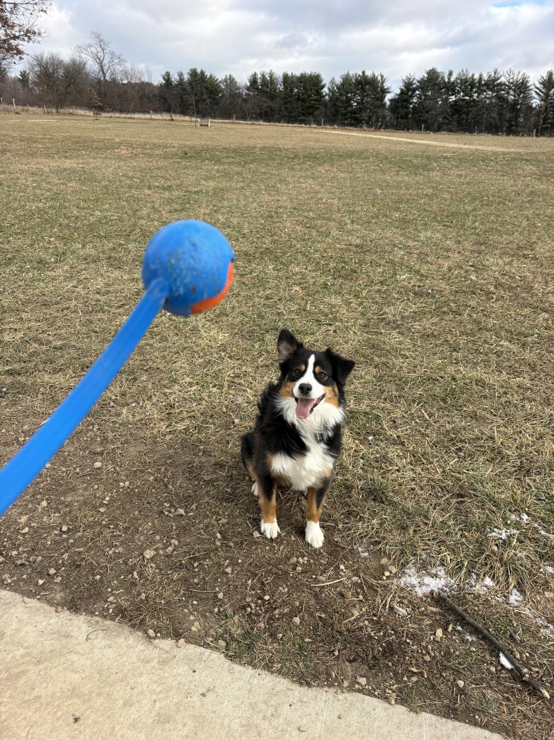 Happy pup at the park