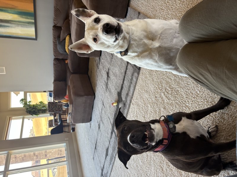 Dog enjoying quality care time