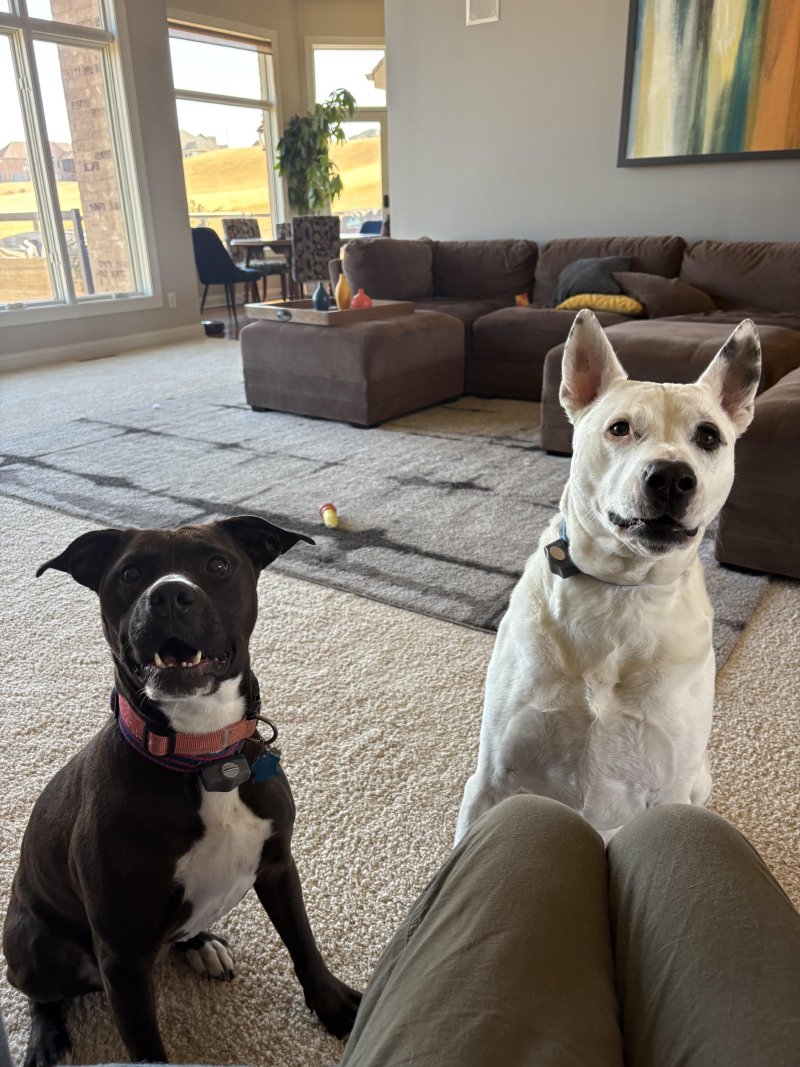 Dog enjoying quality care time