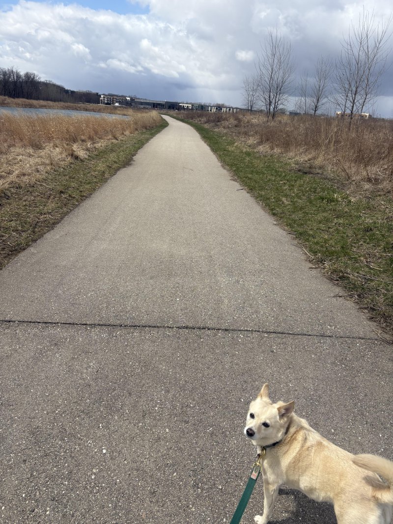 Happy dog on an outing