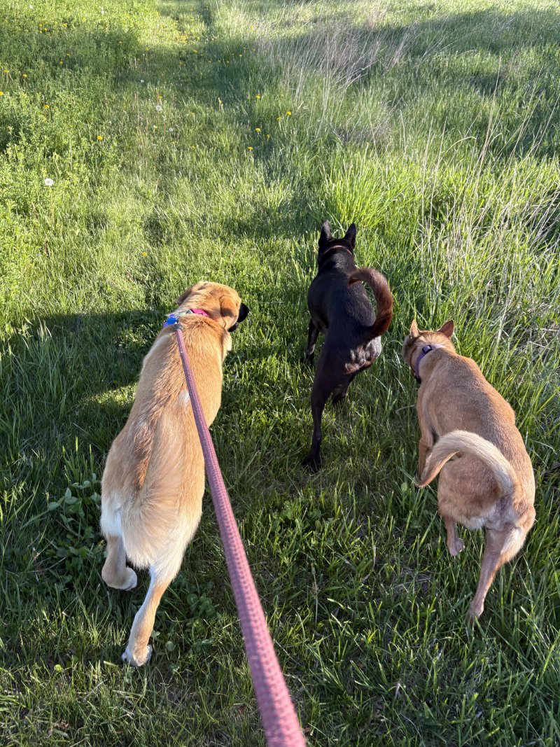 Dog enjoying their walk