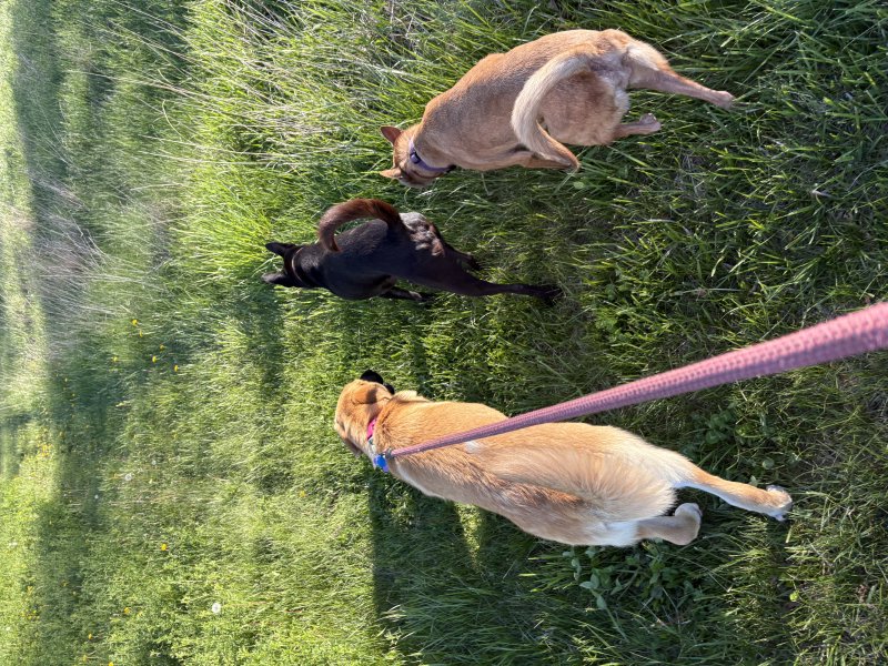 Dog enjoying their walk