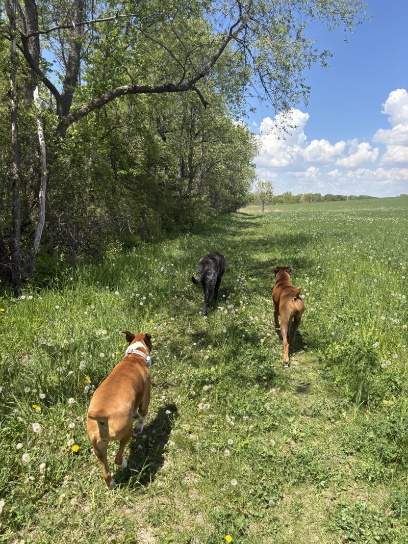 Adorable pup striking a pose