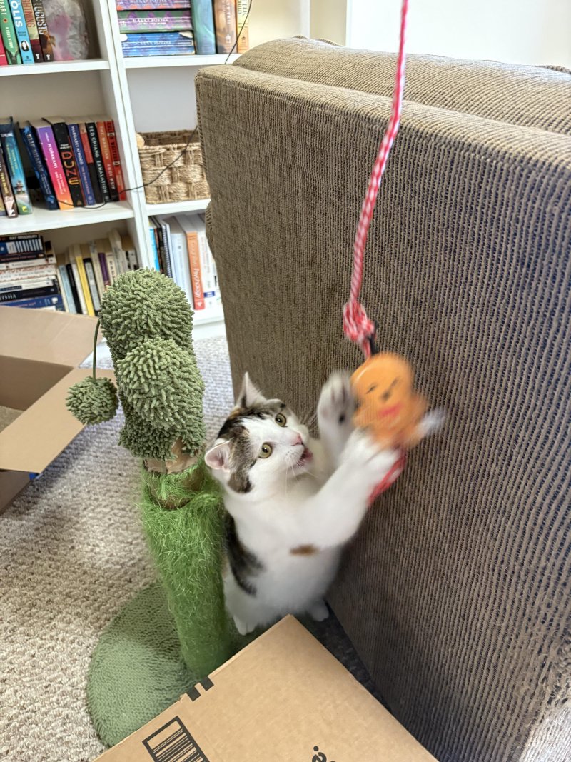 Furry companion on a stroll